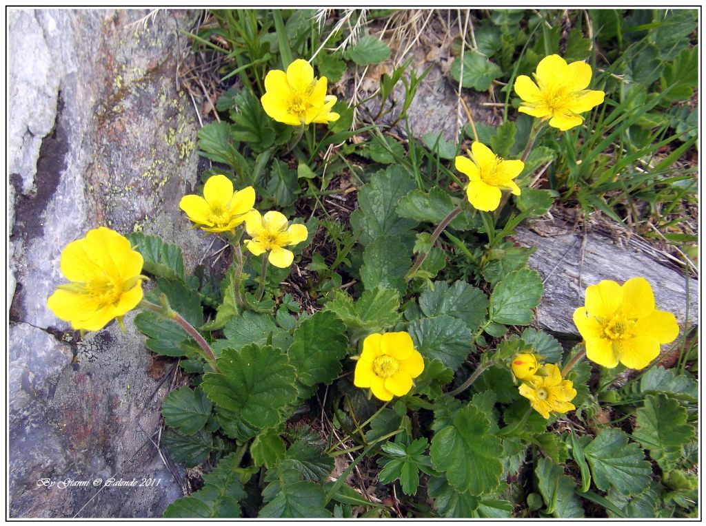 Geum montanum / Cariofillata montana